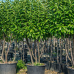Vavrínovec lekársky (Prunus Laurocerasus) ´NOVITA´ - výška 190-220 cm, kont. C90L (-22°C) VIACKMENNÝ